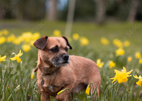 Konstfotografi Handsome Border Terrier Puppy dog posing for a dog portrait on a field of yellow