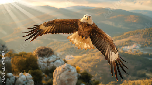 Majestic Bald Eagle Soaring Over Mountain Landscape at Sunset
 photo