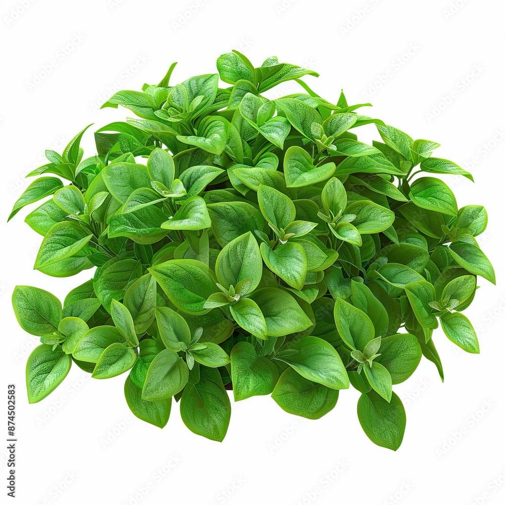 A fluffy and dense full bush plant on white background A fluffy and dense full bush plant on white background