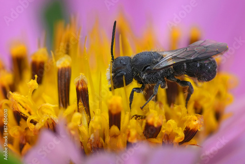 Closeup on a male European Armoured-Resin Bee, Heriades truncorum in a purple Cosmos flower in the garden photo