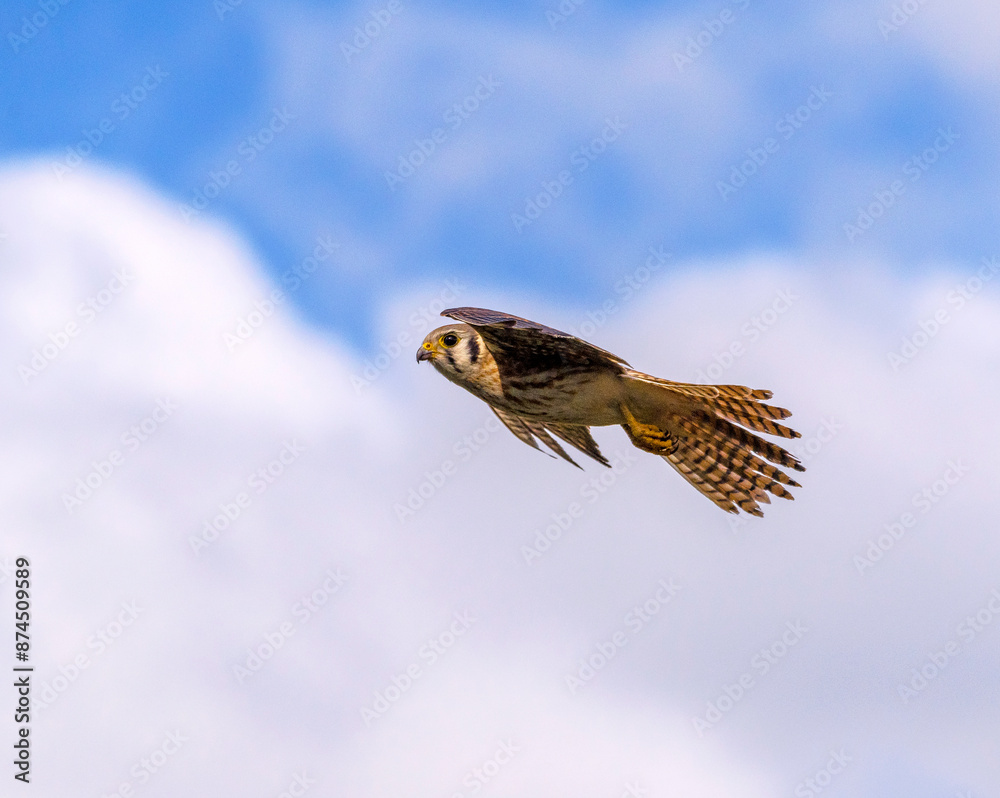 Fototapeta premium Female American Kestrel in flight under a clbeautiful sky