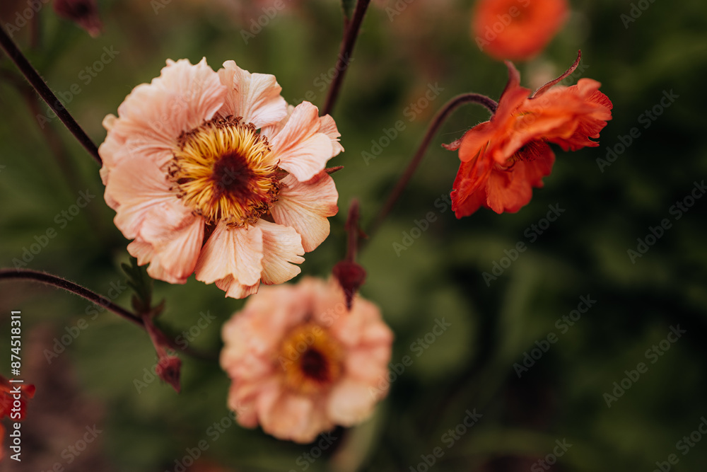Pastel pink and red macro detailed spring flowers, natural floral wallpaper background for postcards, calendars and posters Pastel pink and red macro detailed spring flowers, natural floral wallpaper background for postcards, calendars and posters