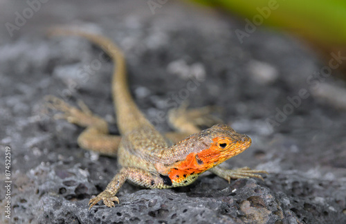 Lagartija de lava hembra - Islas Galápagos - Ecuador photo