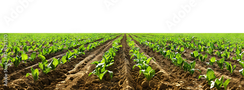 Picturesque agricultural field, panoramic view, cut out