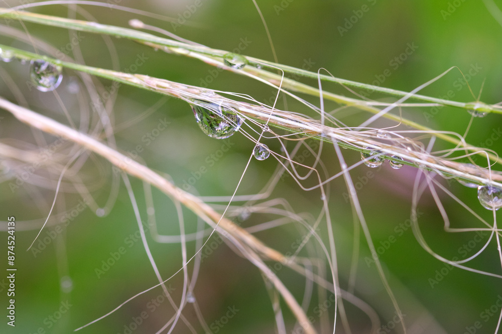 Close-up of drops of dew, water droplets on a green grass Close-up of drops of dew, water droplets on a green grass