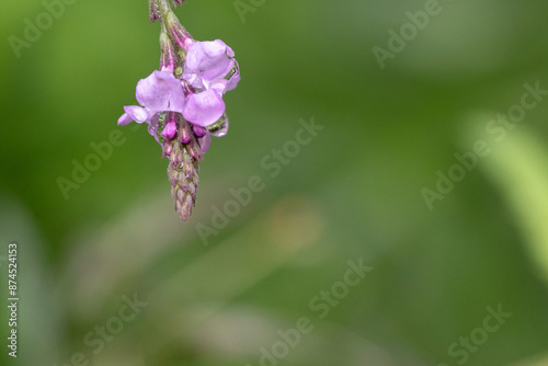 Close-up of little purple flower Verbena officinalis var. grandiflora 'Bampton' on green background with bokeh 