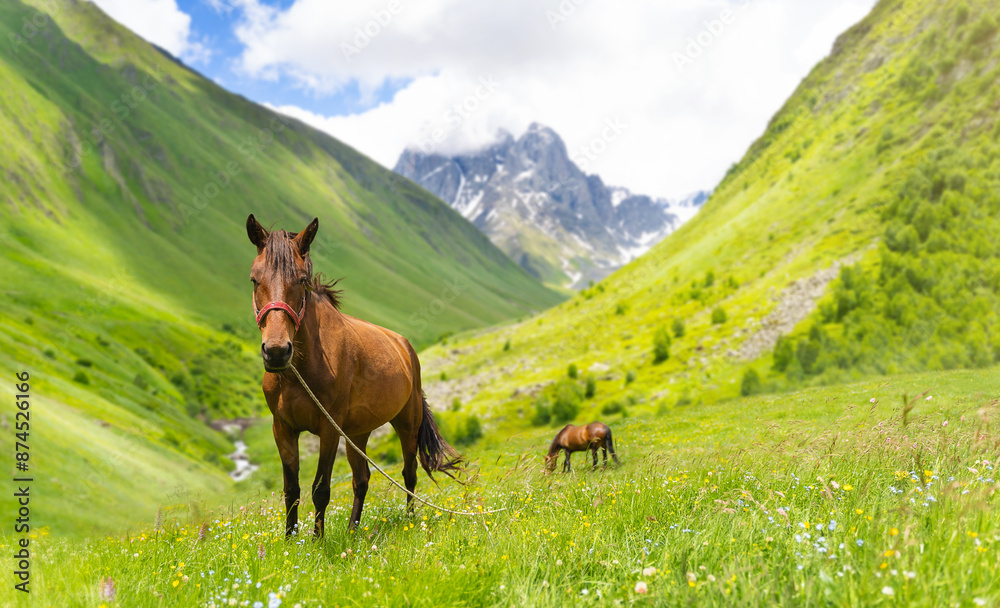 Fototapeta premium A brown horse stands on an alpine green meadow against the backdrop of mountains and blue sky. Summer landscape with a horse