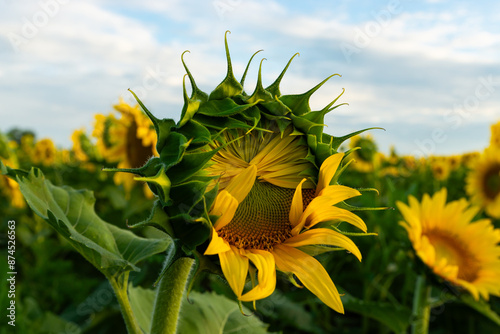 Blooming sunflower field. photo