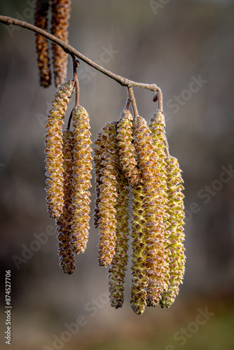 catkins in spring