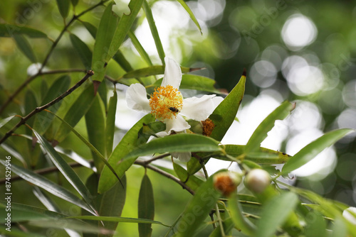Ceylon ironwood or cobra saffron (Mesua ferrea)