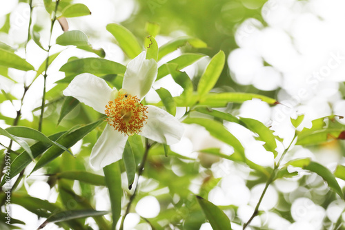 Ceylon ironwood or cobra saffron (Mesua ferrea)