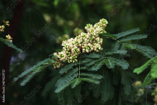 Divi divi tree (Libidibia coriaria) with fragrant flowers photo