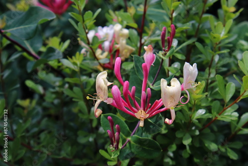 pink flowers of the honysuckle photo