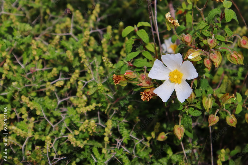Fototapeta premium Cistus flowers in the garden