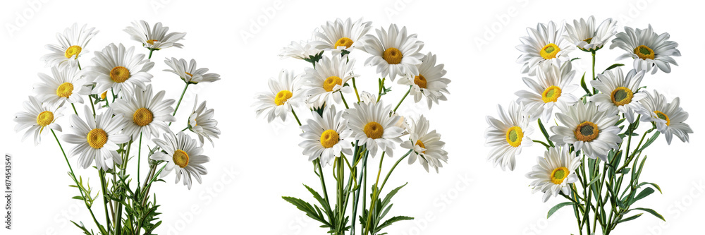 Obraz premium Set of A isolated arrangement of Daisies on a transparent background