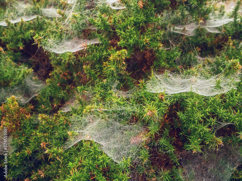 A spider web with water dew droplets is covering a bush. The web is very thin and delicate, and it is covering the entire bush. Beautiful rich green color of leaf. Nature scene after a rain.
