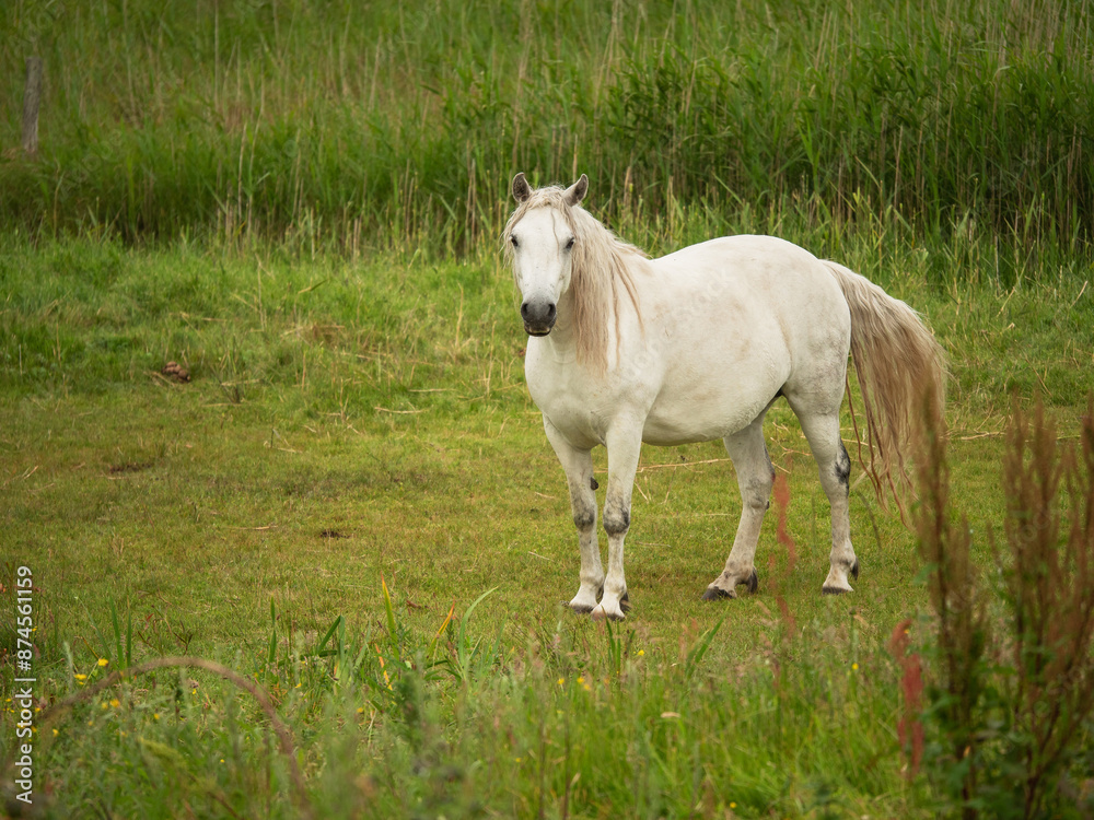 Cute white horse in a field behind green grass. Popular hobby and sport. Barn animal pet. Selective focus. Cute white horse in a field behind green grass. Popular hobby and sport. Barn animal pet. Selective focus.