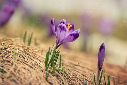Fototapeta Naklejka Na Ścianę i Meble -  Spring crocus flowers, Easter background