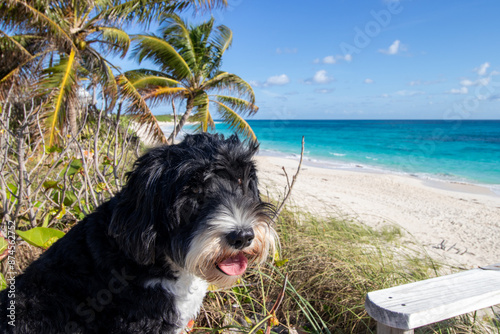 Dog portrait at the beach