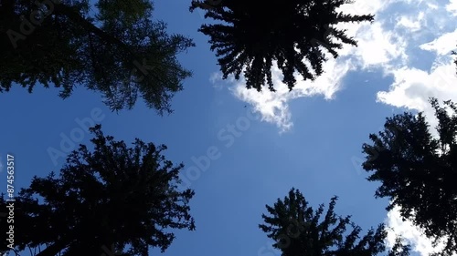 moving  white clouds against the blue sky above the tops over the tops of the fir trees. time lapse photo