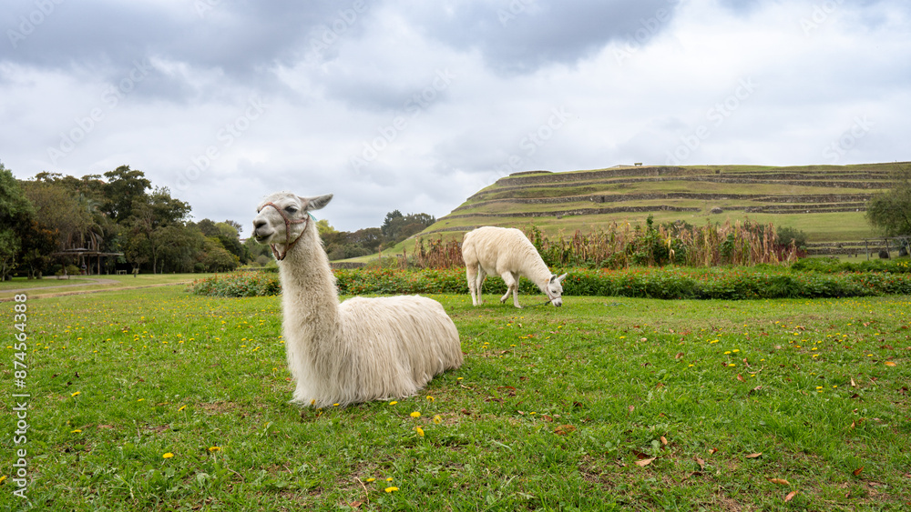 Fototapeta premium Vicuña, llama o alpaca en el museo de Pumapungo en la ciudad de Cuenca, Ecuador.
