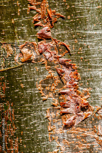 A close-up of the peeling bark of the gumbo limbo tree, Bursera simaruba, showcasing the contrasting color and texture of the bark. Also called the tourist tree as it looks like sunburnt skin. photo