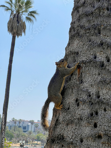 Squirrel on a Tree in MacArthur Park, Los Angeles photo