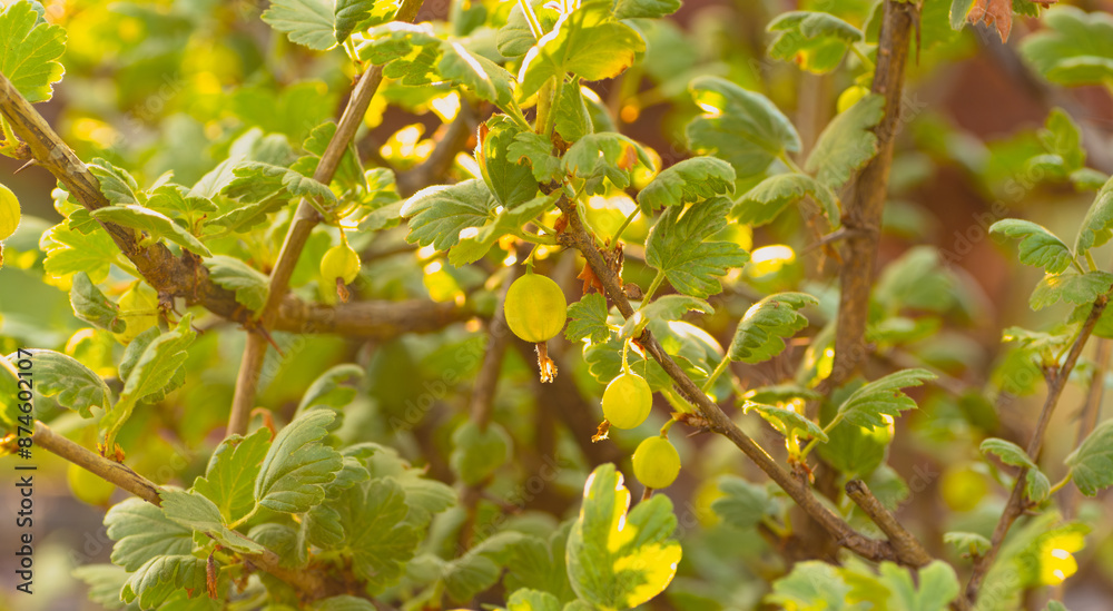 Fototapeta premium A Branch of Gooseberries Basks in Summer Sun