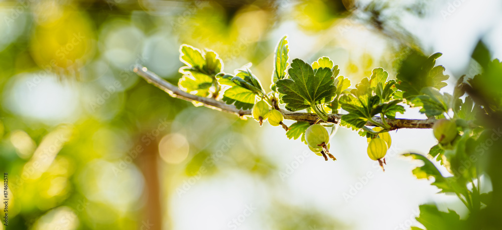 A Branch of Gooseberries Basks in Summer Sun A Branch of Gooseberries Basks in Summer Sun