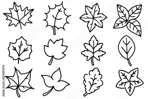 Ivy leaf line art design illustration vector graphics