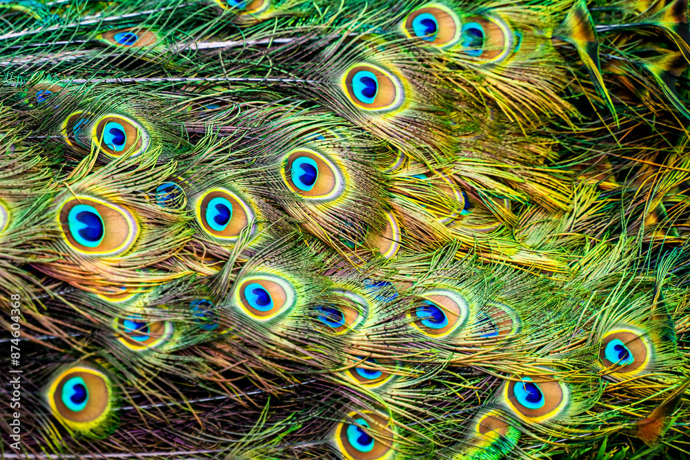 Obraz premium Beautiful peacock tail close-up. Peacock feathers background.