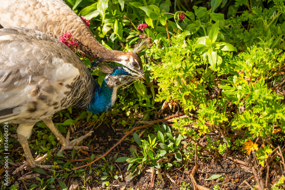 Naklejka premium Indian Peafowl (Pavo cristatus) eating grass