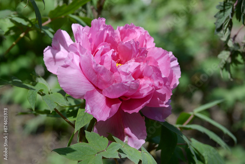 春の粧 ボタンの花