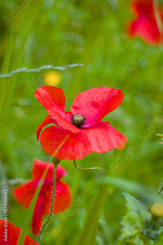 Obraz na płótnie red poppy flower w salonie