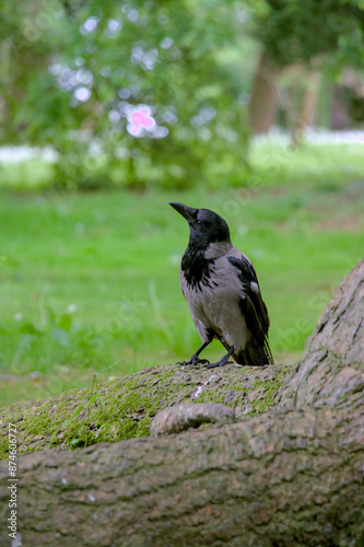 Obraz na płótnie crow on the ground w salonie