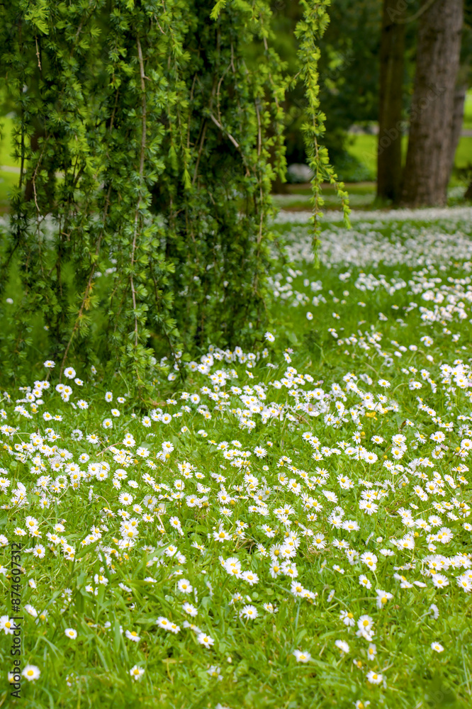 spring in the forest