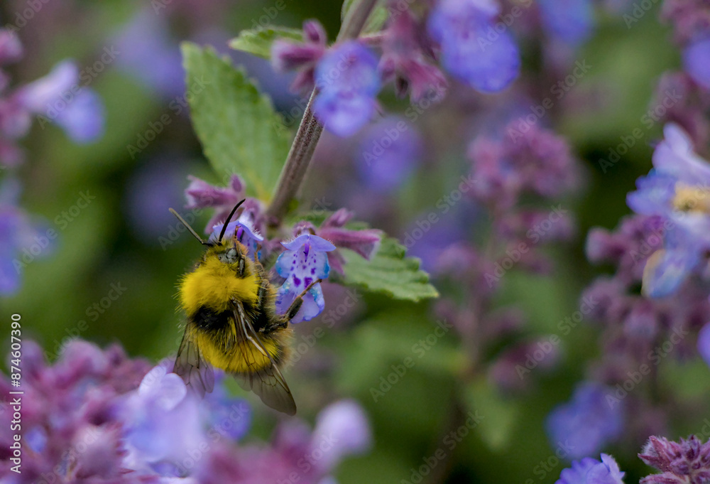 bee on lavender