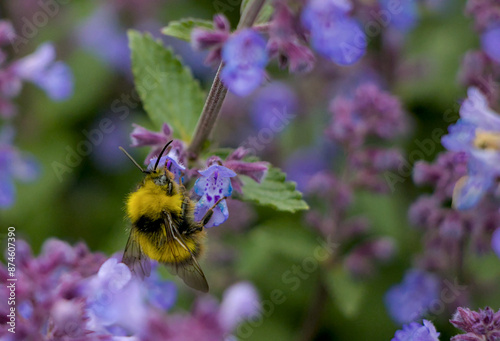 Obraz na płótnie bee on lavender w salonie