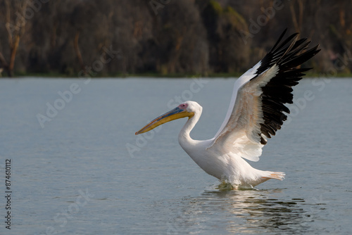 pelican in flight