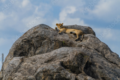 Lion on rocks