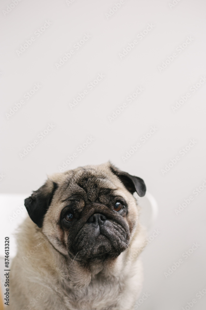 pug dog portrait on a white background pug dog portrait on a white background