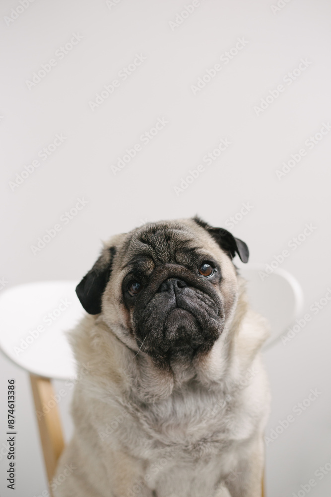 Obraz premium pug dog on a white background, Close-Up of Dog Face – Relaxed Dog on chair