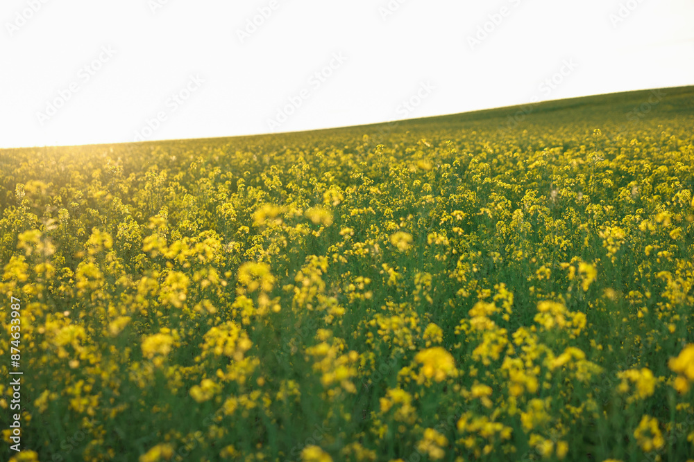 Fototapeta premium Beautiful view of field with blooming rapeseed on spring day