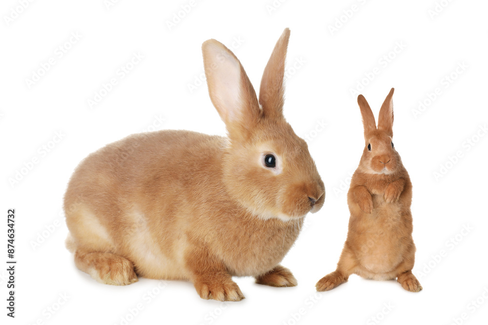 Fototapeta premium Mother rabbit and baby bunny isolated on white