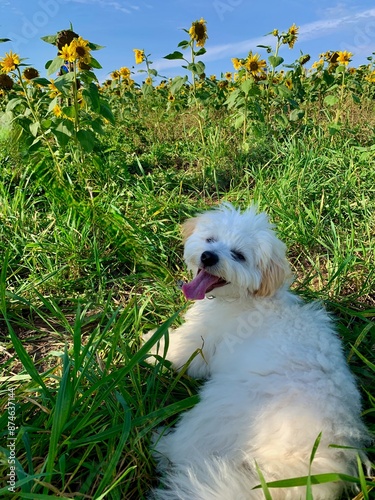 Photography A white shichon dog laying down in a sunflower field