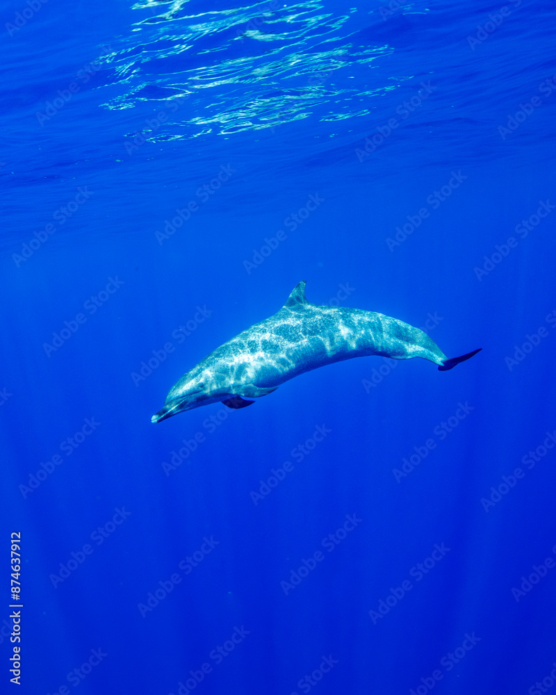 Fototapeta premium Pantropical spotted dolphins glide gracefully through the deep blue Hawaiian waters