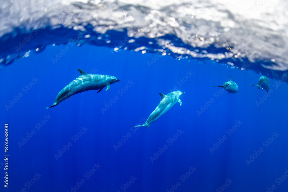 Naklejka premium Pantropical spotted dolphins glide gracefully through the deep blue Hawaiian waters