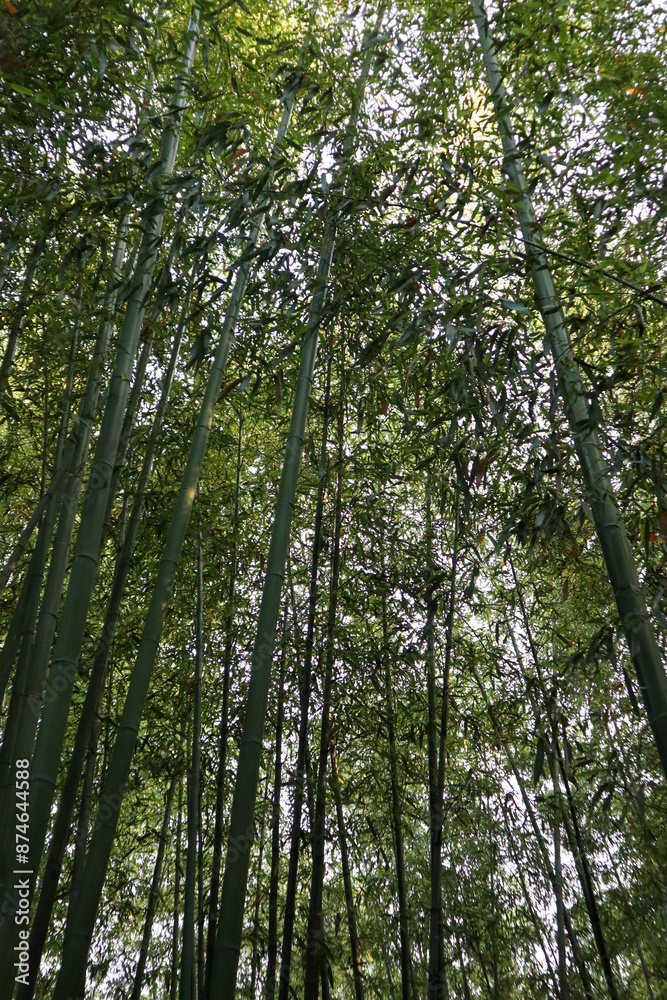Bamboo forest in Arashiyama Kyoto. consists of rows of towering, sturdy bamboo Bamboo forest in Arashiyama Kyoto. consists of rows of towering, sturdy bamboo