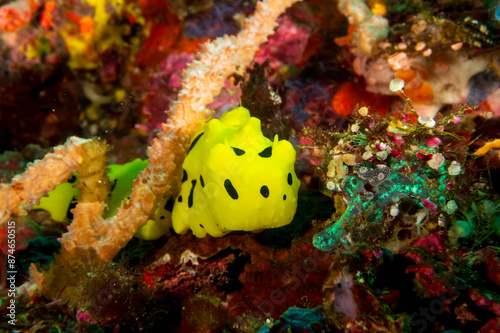 Discover the vivid beauty of the Banana Nudibranch (Aegires minor) on coral reef. Perfect for educational materials, nature articles, and marine life enthusiasts.  Underwater photography and travel. photo