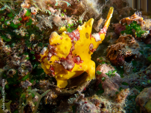 In the coral reefs off Bohol Island, Philippines, the Yellow Warty Frogfish (Antennarius maculatus). A master of disguise, this quirky fish awaits unsuspecting prey. Underwater photography and travel. photo